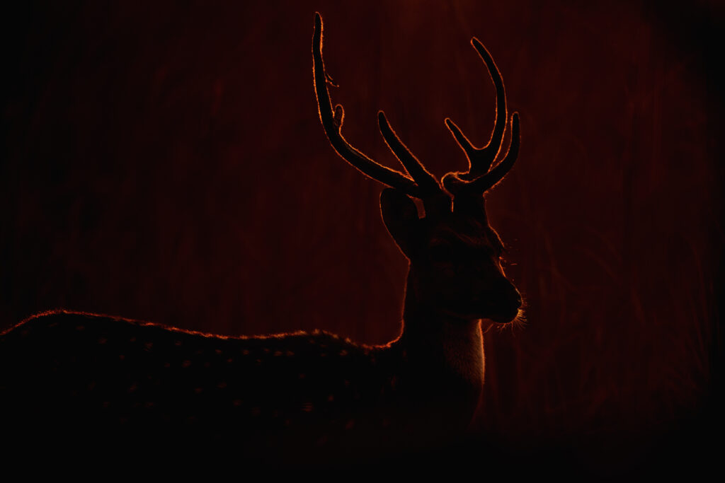 Ancient Kingdoms That Ruled Ranthambore aditya singh