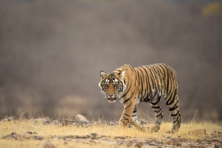 Gallery aditya singh