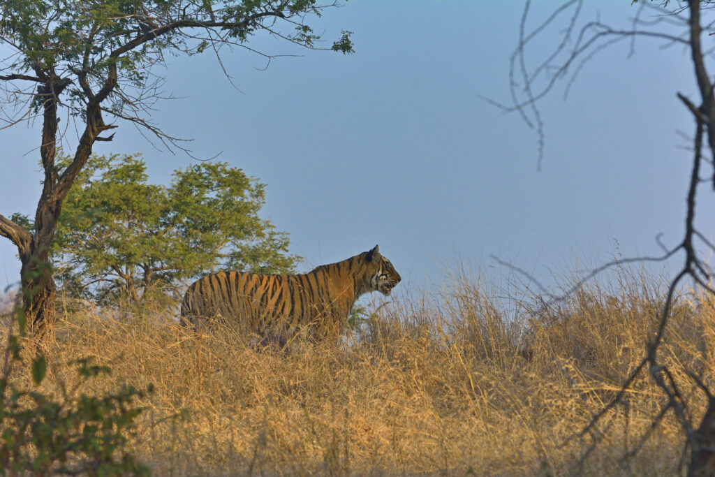 aditya singh aditya@ranthambhore.com