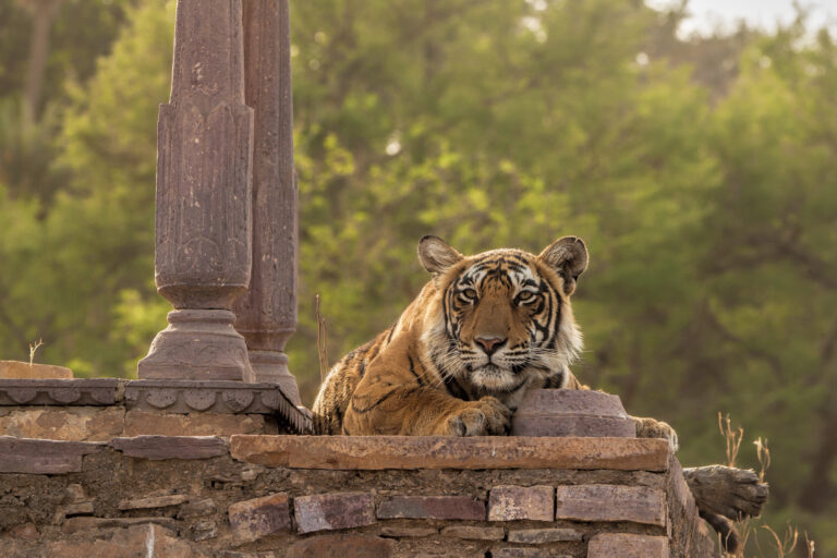 Gallery tiger imsge