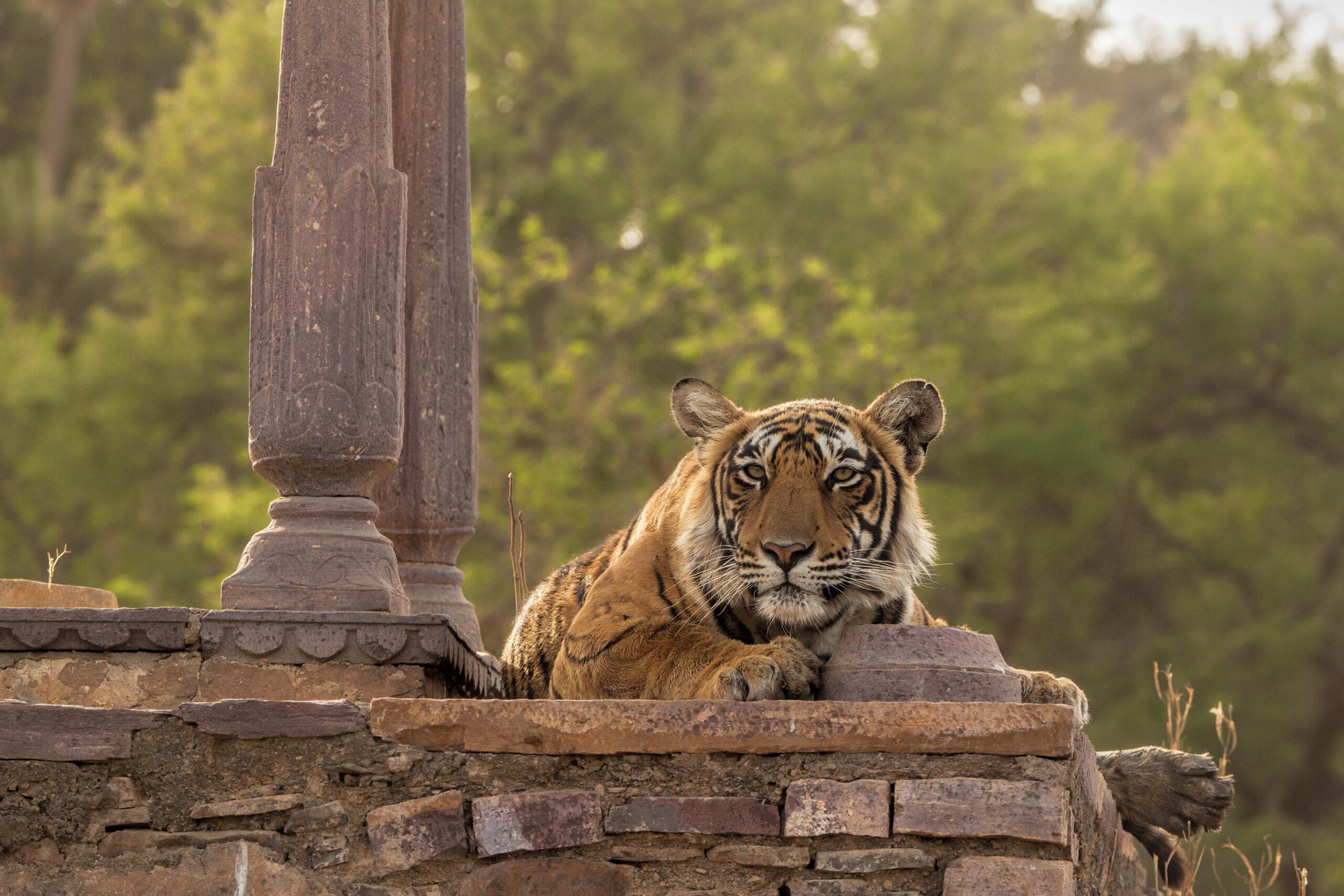 tiger imsge