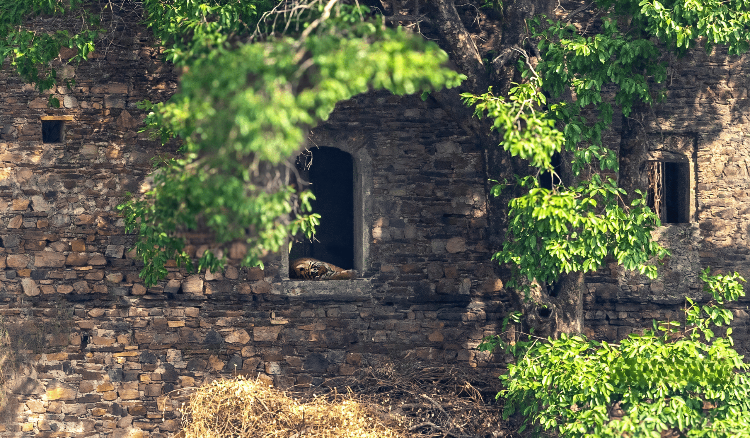 RANTHAMBORE ROUTWES (1)
